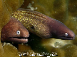 a pair of hungry white eyed eels shot at Mak Cantik kecil... by Michelle Choong_khoo 